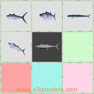 3d model the fish - This is a 3d model of the fish,which is big and the fish looks ugly and cruel.The model is not very common in the life.