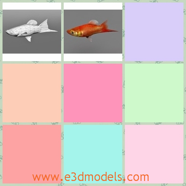 3d model the fish - This is a 3d model of the swordtail fish,which is famous around the world because of the special tail.