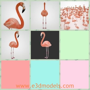3d model the flamingo - This is a 3d model of the flamingo,which is a kind of bird.The model has long legs and long neck.