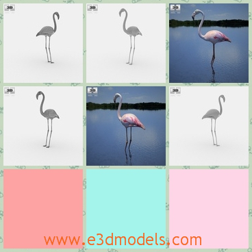 3d model the flamingo - This is a 3d model of the flamingo,which is a kind of birds in the world.The bird is standing in the lake and the neck is long and beautiful.