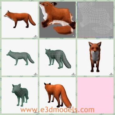 3d model the fox - This is a 3d model of the fox,which is small and smart.The animal is realistic and rare nowadays.