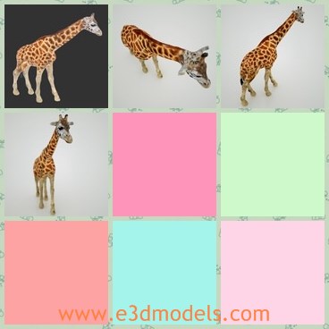 3d  model the giraffe - This is a 3d model of the giraffe,which is the common animal in nature.The giraffe has long neck and four legs.