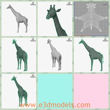 3d model the giraffe - This is a 3d model of the giraffe,which is the animal with long neck.The model is the correctlu scaled accurate representation of the original animal.