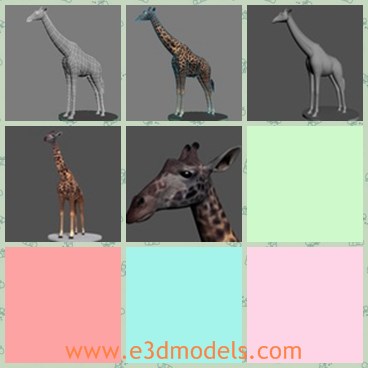 3d model the giraffe - This is a 3d model of the giraffe,which is the long-arm animal in the world. It has the big body and it is also very tall.
