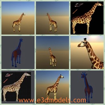 3d model the giraffe - This is a 3d model of the giraffe,which is an excellent animal on the earth.The model has a long neck to reach the higher food and a big body.