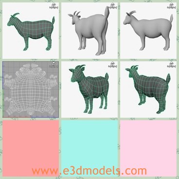 3d model the goat - This is a 3d model of the goat,which has two hard horns and one short tail.The goat is small and fat.
