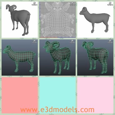 3d model the goat - This is a 3d model of the goat,which is made with horns on the head.The goat is not big but the horn is so powerful.