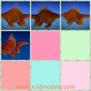 3d model the goldfish - This is a 3d model of the goldfish,which is small and cute.The fish is the common one in life.