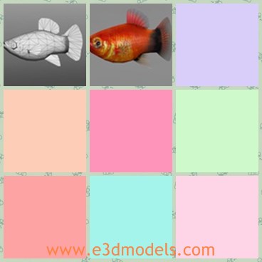 3d model the goldfish - This is a 3d model the goldfish,which is made colorful and common in the tropical area.The model is made in details and with high quality.