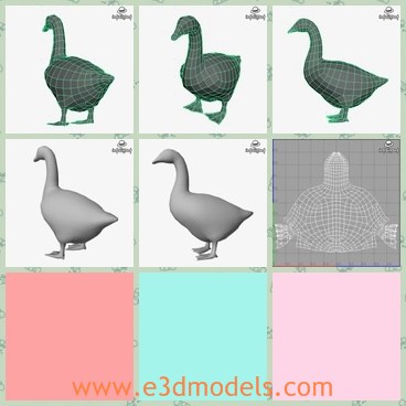 3d model the goose - This is a 3d model of the goose,which is the common poultry in daily life,especially in country areas.