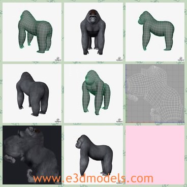 3d model the gorilla - This is a 3d model of the gorilla,which is a kind of monkey.The animal looks like human beings.