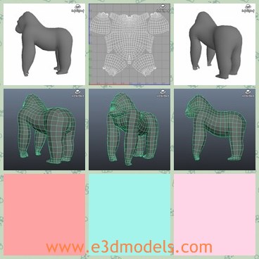 3d model the gorilla - This is a 3d model of the gorilla,which is the monkey looks like the human beings.The gorilla is so big.