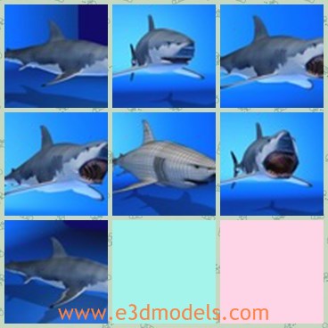 3d model the great shark - This is a 3d model of the great shark,which is white and has a big and horrible mouth.THe model is large and fat.