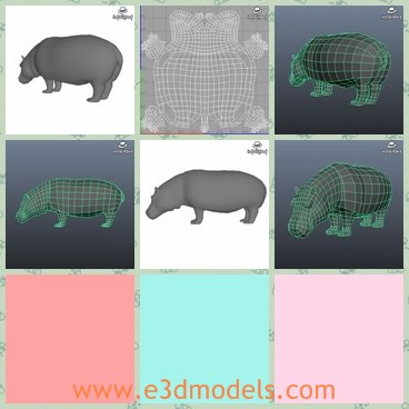 3d model the hippo - This is a 3d model of the hippo,which is the amphibian animal.The hippo is big and heavy,which is dirty on its body.