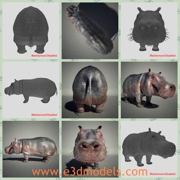 3d model the hippo - This is a 3d model of the hippo,which is large and faty.The model is amphibian animal on earth.