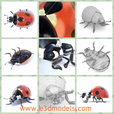 3d model the ladybug - This is a 3d model of the ladybud,which is a kind of insects in nature.The model is clearly seen.