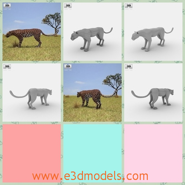 3d model the leopard - This is a 3d model of the leopard,which is large and dangerous to near.The model is is provided combined, all main parts are presented as separate parts therefore materials of objects are easy to be modified or removed .