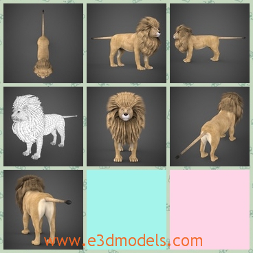 3d model the lion with heavy hair - This is a 3d model of the lion with heavy hair,which is large and dangerous to get near.The animal is a male lion.
