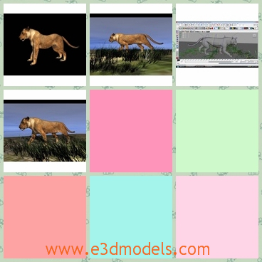 3d model the lioness - This is a 3d model about the lioness,which is strong and pretty.The lioness is alone and searching for the food.