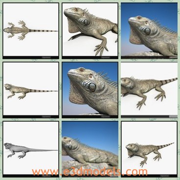 3d model the lizard - This is a 3d model of the lizard,which is animated and created according to the real animal in nature.