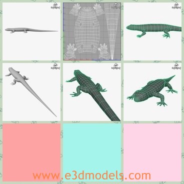 3d model the lizard - This is a 3d model of the lizard,which is small and accurate.The animal is usually lying on the wall.