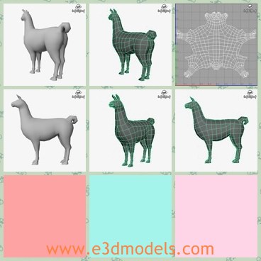 3d model the llama - This is a 3d model of the llama,which is tall and strong.The animal is so practical in the desert areas.