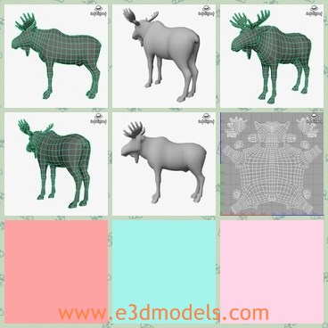 3d model the moose with horns - THis is a 3d model of the moose with horns,which is large and in special shape.
