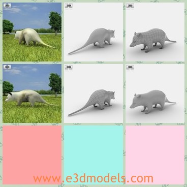 3d model the opossum - This is a 3d model of the Opossum,which is small and cute.The animal is good at pretending dead.