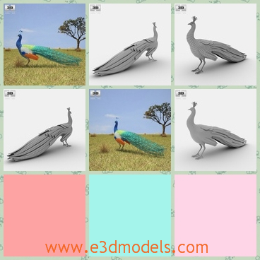 3d model the peacock - This is a 3d model of the peacock,which is beautiful and glorious.The main parts are presented as separate parts therefore materials of objects are easy to be modified or removed.