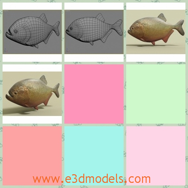 3d model the piranha - This is a 3d model of the dangerous piranha fish,which is a kind of Amazon fish in the sea.The model is made with standard materials.