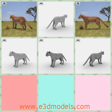 3d model the puma in the mountain - This is a 3d model of the puma in the mountain,which is the wild animals in the nature and the lion looks like the puma.