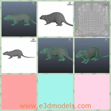 3d model the rat - This is a 3d model of the rat,which is the common bad animals in daily life.The rat is small and its teeth is so sharp.