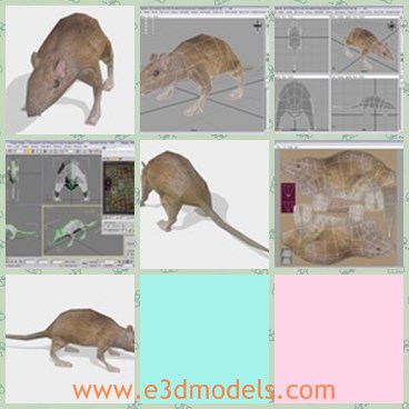 3d model the rat - This is a 3d model of the rat,which is large and made with special materials looking like the real one.