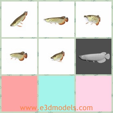 3d model the red fish - This is a 3d model of the red gold fish,which is small and cute.The fish is made in details.