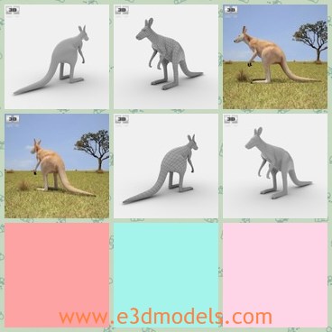 3d model the red kangaroo - This is a 3d model of the red kangaroo,which is large and has long tail.The animal is the common animal in Austrilia.