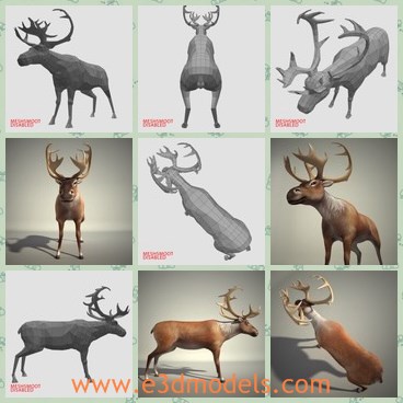 3d model the reindeer - This is a 3d model of the reindeer,which is strong and created based on the real ones.The model is so real and we can hardly tell it.