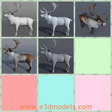 3d model the reindeer - This is a 3d model of the reinder,which is big and special in nature.The model has the horn on the head.