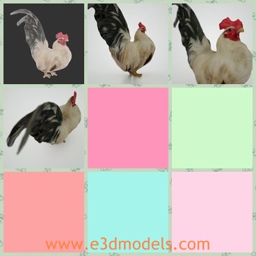 3d model the rooster - This is a 3d model of the rooster,which is the common poultry in life.The model has long tail and red comb.