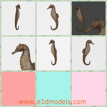 3d model the seahorse with a long tail - This is a 3d model of the seahorse,which has a long tail.The model looks like the horse without feet.