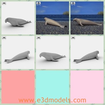 3d model the seal - This is a 3d model of the seal,which lives in Northan areas.The model is fat and soft,which is the lovely animal in the zoo and aquarium.