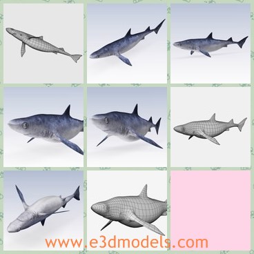 3d model the shark - This is a 3d model of the shark,which is textured and very common in sea.The shark is horrible,which is feed on the small fish.