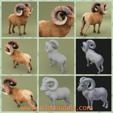 3d model the sheep - This is a 3d model of the sheep,which is made with a special horn on the head.The model has a short tail and fat body.