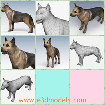 3d model the shepherd - This is a 3d model about the shepherd,which is the famous German dod.The dog is so strong and made in detials.
