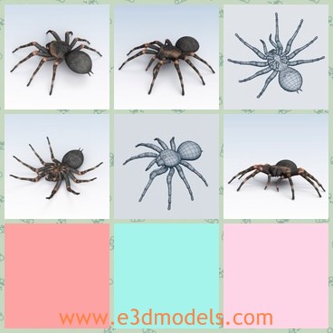 3d model the spider - This is a 3d model of the spider,which is small and made with eight legs.The spider us black and usually lives in the corner.