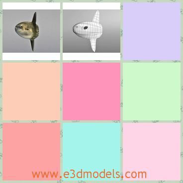 3d model the sunfish - This is a 3d model of the sunfish,which is large and special.The model is made with special materials.