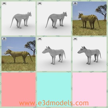 3d model the thylacine - This is a 3d model of the thylacine,which is a kind of wold in wild.The animal has long head and short legs and tail,which is the special animal in Australia.