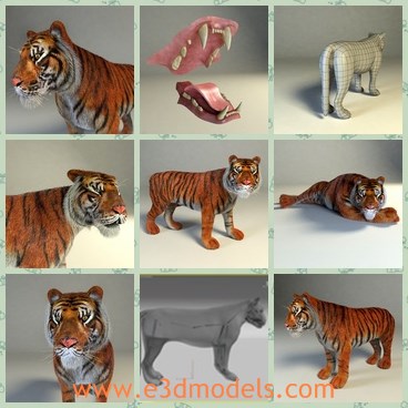 3d model the tiger - This is a 3d model of the tiger,which included opened mouth, closed eyes and angry expression - realistic fur with vray fur length of the fur can be easily adjusted.