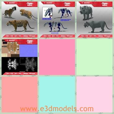 3d model the tiger - This is a 3d model of the tiger in different types,which is looking for food in the plain.