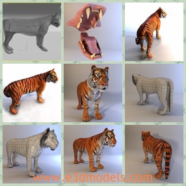3d model the tiger - This is a 3d model of the tiger,which is samll and cute.The tiger has the pretty fur and sharp paws.