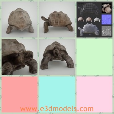 3d model the turtle - This is a 3d model of the turtle,which is small and popular in the sea.The model is the amphbian animal in nature.